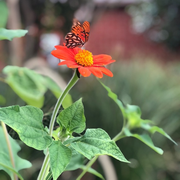 Meet your Posher, Melanie - Picture 1 of 2